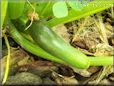 small zucchini