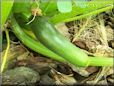 small zucchini