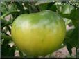 big green tomato pictures