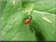ladybug