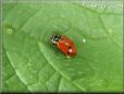 ladybug