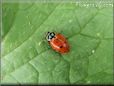 ladybug