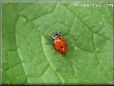 ladybug