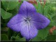 balloon flower