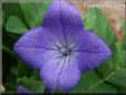 balloon flower