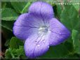 balloon flower