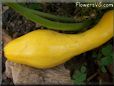 large yellow squash