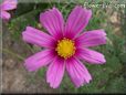 pink cosmos flower