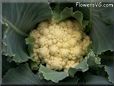 cauliflower