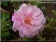 pink moss rose flower