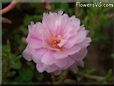 pink moss rose flower