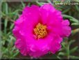 purple moss rose flower