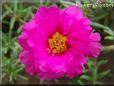 purple moss rose flower