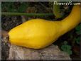 large yellow squash