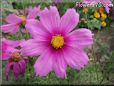 pink cosmos flower