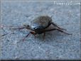 cockroach