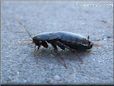 cockroach