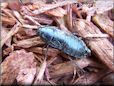 cockroach