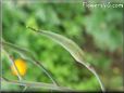radish seed pod