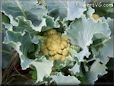  cauliflower