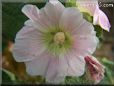 hollyhock flower