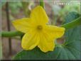 cantaloupe flower blossom