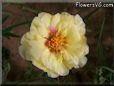 yellow moss rose flower