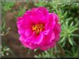 purple moss rose flower