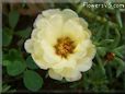 yellow moss rose flower