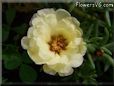 yellow moss rose flower
