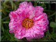 pink purple moss rose flower