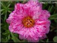 pink purple moss rose flower