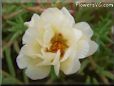 yellow moss rose flower