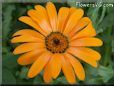 orange african daisy flower