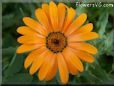 orange african daisy flower