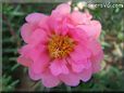 pink moss rose flower