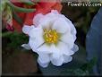 white moss rose flower