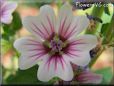 pink mallow pictures