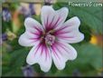 pink mallow flower