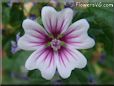 pink mallow flower