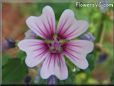 pink mallow flower