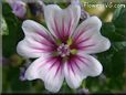 pink mallow flower