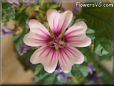 pink mallow flower