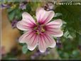 pink mallow flower
