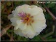 yellow moss rose flower