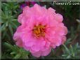 pink moss rose flower