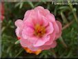 pink moss rose flower