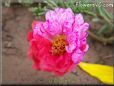 moss rose flower