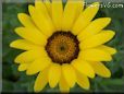 yellow african daisy flower