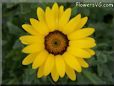 yellow african daisy flower